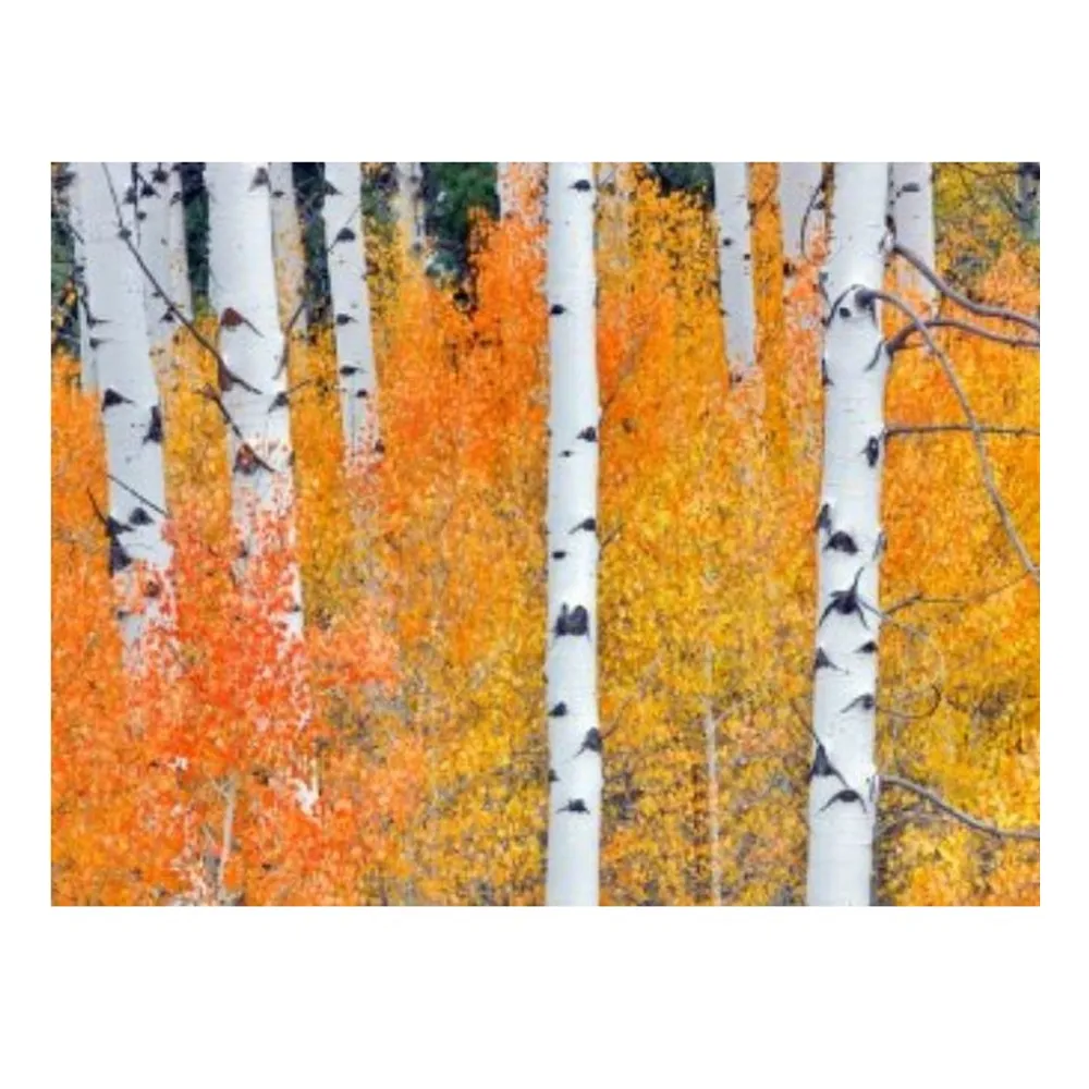 White and Yellow Fall Aspen Tree Outdoor Canvas Rectangular Wall Art Decor 30″ x 40″