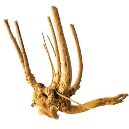 IceCap Pine Root Wood